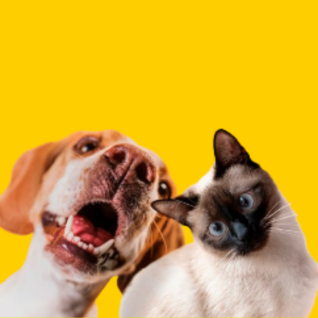Pets